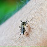 Ecuador Enfrenta Epidemia de Dengue. Dos Muertos y Más de 4.500 Casos Confirmados